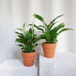Spathiphyllum Sweet Chico / Barış Çiçeği
