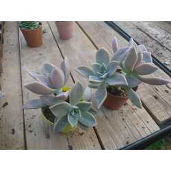 Graptopetalum paraguayense

5,5 cm saksılı sukulent 