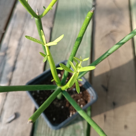 Kalem Kaktüs Euphorbia Tirucalli 9cm saksılı 