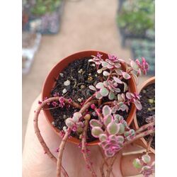 sedum makinoi variegata 5*5cm saksılı sukulent 