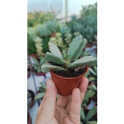 Faucaria 5,5 cm saksılı sukulent