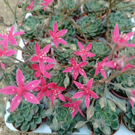 Graptopetalum bellum 5,5 cm saksılı sukulent 