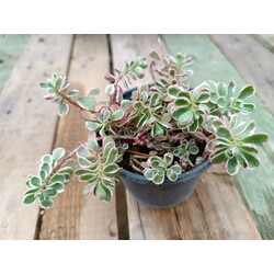 Sedum makinoi 'variegata' 9 cm saksılı sukulent 