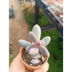 Pachyphytum ganzhou 5,5cm saksılı sukulent 