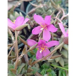 Anacampseros 5,5 cm saksılı sukulent 