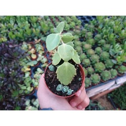 Sedum sieboldi 5,5 cm saksılı sukulent 
