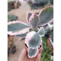 Kalanchoe fedtschenkoi 5,5 cm saksılı sukulent variegata 