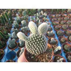 Opuntia microdasys 'Albispina'

5,5 cm saksılı kaktüs 