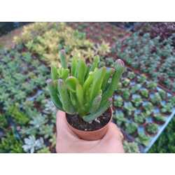 Crassula ovata gollum