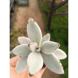 Kalanchoe tomentosa 5,5 cm saksılı sukulent