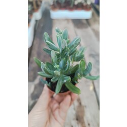 Curio repens crassulifolius 5,5 cm saksılı sukulent 