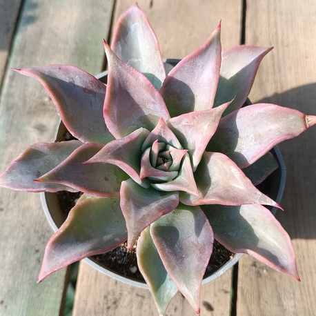 Echeveria madiba 10 cm saksılı sukulent 