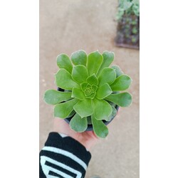 Aeonium blushing beauty 9cm saksılı sukulent 