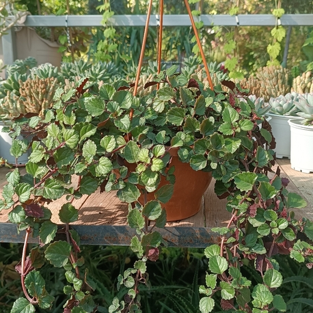 Parlak Mustafa Plectranthus verticilatus Askılı saksıda 