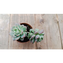 Echeveria prolificia 5,5 cm saksılı sukulent 