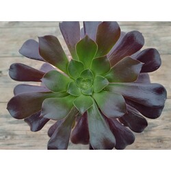 Aeonium arboreum 9 cm saksılı sukulent 