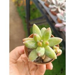 Pachyphytum compactum

5,5 cm saksılı sukulent 