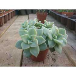 Graptopetalum bernalense

5,5 cm saksılı sukulent 