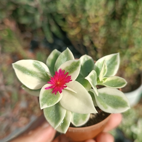 Aptenia Alacalı buz çiçeği 5,5cm saksılı