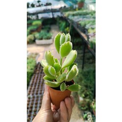 Cotyledon tomentosa 5,5 cm saksılı sukulent (Ayı pençesi)