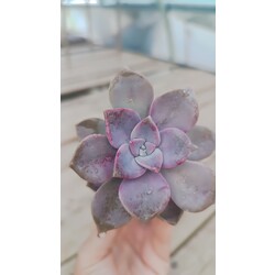 Graptopetalum purple delight 5,5 cm saksılı sukulent