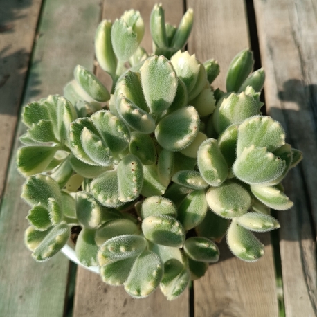 Cotyledon tomentosa variegata 12cm saksılı sukulent 