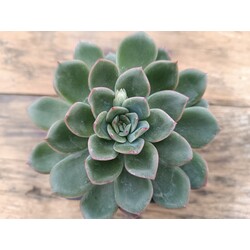 Echeveria apus 9 cm saksılı sukulent 