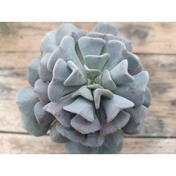 Echeveria cubic frost 9 cm saksılı sukulent
