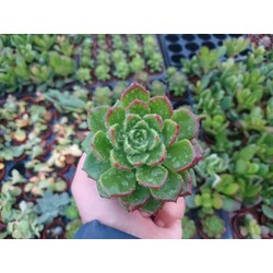Sedeveria letizia 5,5 cm saksılı sukulent 
