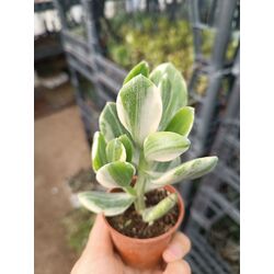 Crassula ovata variegata 5*5cm saksılı sukulent 