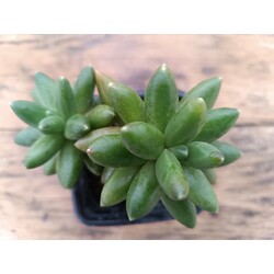 Pachyphytum compactum 9 cm saksılı sukulent 