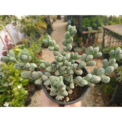 Delosperma lehmanni 9 cm saksılı sukulent 