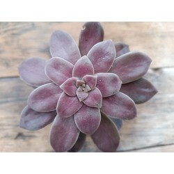 Graptopetalum superbum 9 cm saksılı sukulent 
