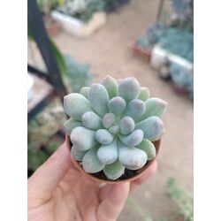 Pachyveria clavifolia 5,5cm saksılı sukulent