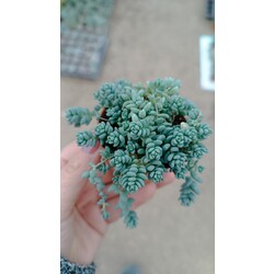 Sedum dasyphyllum minor 5,5 cm saksılı sukulent 