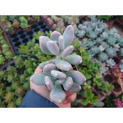Pachyphytum glutinicaule 5,5 cm saksılı sukulent