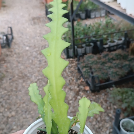 Zig Zag  Atlas Epiphyllum Anguliger 12cm saksılı kaktüs