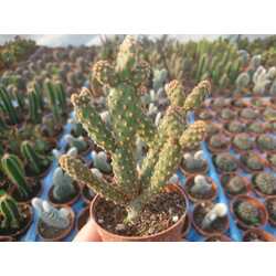 Opuntia rufida minima
5,5 cm saksılı kaktüs