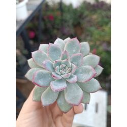 Echeveria apus 5,5 cm saksılı sukulent 