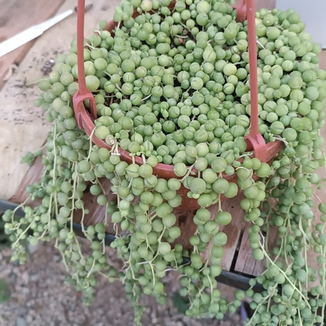Tespih Çiçeği Senecio rowleyanus Askılı saksıda