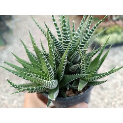 Haworthia Fasciata 9 cm saksılı sukulent Zebrina Zebra 