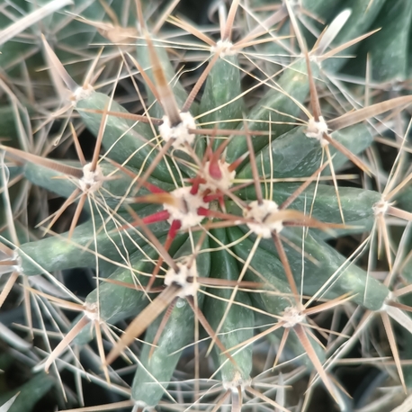 Ferocactus peninsulae 9cm saksılı kaktüs 