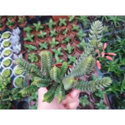 Crassula lycopodioides purpusii

5,5 cm saksılı sukulent 