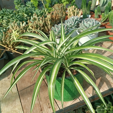 Chlorophytum Kurdele çiçeği 17cm saksıda