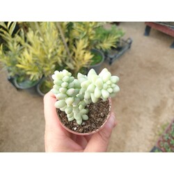 Sedum burrito 5,5 cm saksılı sukulent