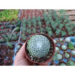 Sempervivum araknoideum
5,5 cm saksılı sukulent