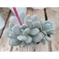 Pachyphytum oviferum 9 cm saksılı sukulent
