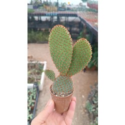 Opuntia mic.(Turuncu dikenli)5,5 cm saksılı kaktüs
