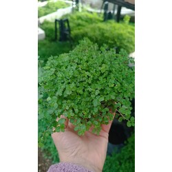 Helxine soleiroli Arap saçı  9 cm saksılı bitki
