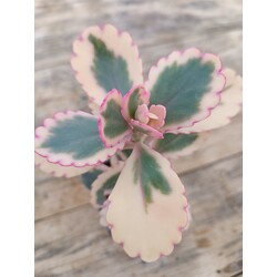 Kalanchoe fedtschenkoi 9 cm saksılı sukulent variegata